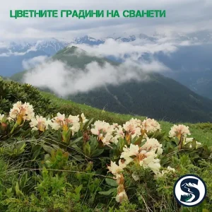 SKIATO TRIP -Georgia - Flower Gardens Of Svaneti